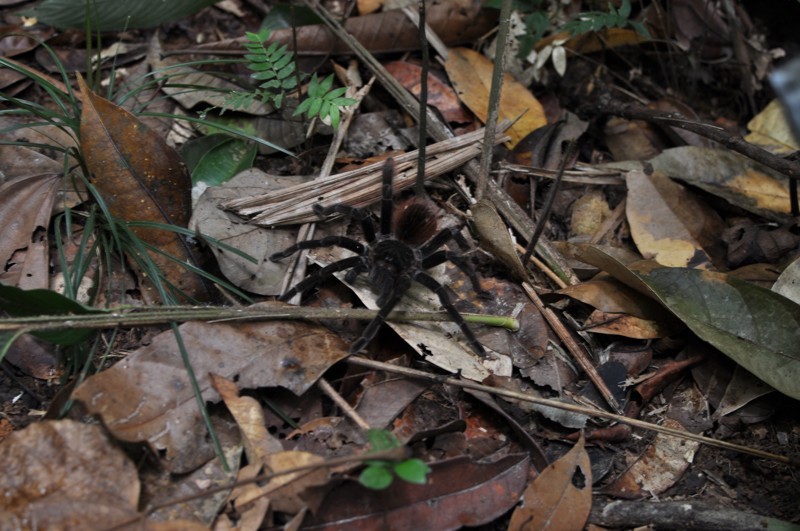 Tarantule v džungli